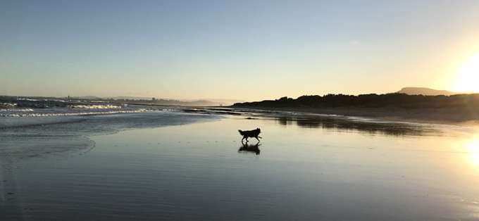 Scout running on a beach at sunset